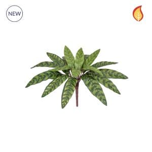 Plants Peacock Bush 37cm FR-S4