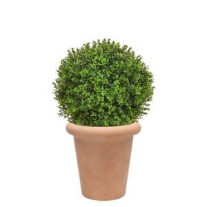 AN Buxus Ball in Ravello Pot  68cm UV