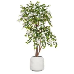 AN Bougainvillea White in Cotswold Pot 182cm