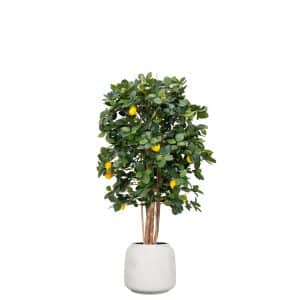 AN Lemon Tree with Fruit in Cotswold Pot 125cm