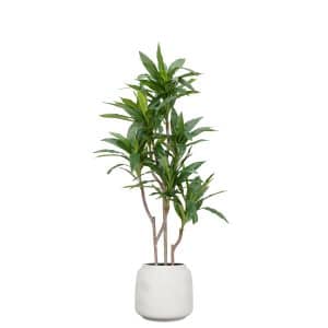 AN Cordyline in Cotswold Pot 160cm