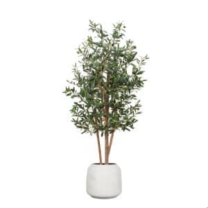 AN Olive in Cotswold Pot 155cm