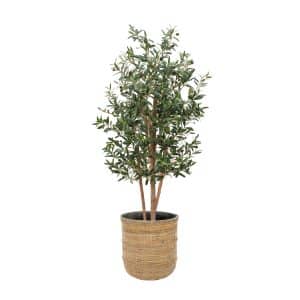 AN Olive in Bamboo Pot 175cm