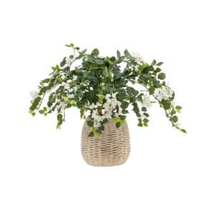 AN Bougainvillea White in Bamboo Pot 90cm