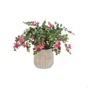 AN Bougainvillea Pink in Bamboo Pot 90cm