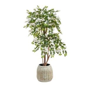 AN Bougainvillea White in Bamboo Pot 185cm