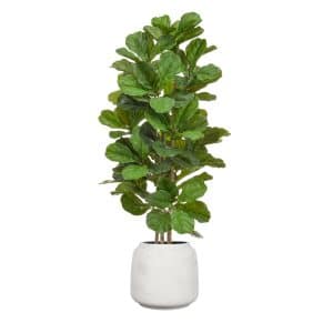 AN Fiddle Leaf Tree in Cotswold Pot 155cm